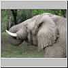 Elephant, Mkhuzi Game Reserve, South Africa