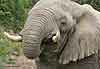 Elephant using trunk to squirt water into mouth