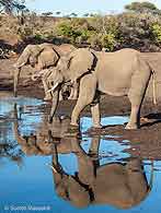 Elephant group at waterhole