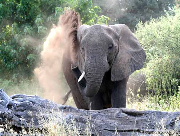 Elephant spraying dust