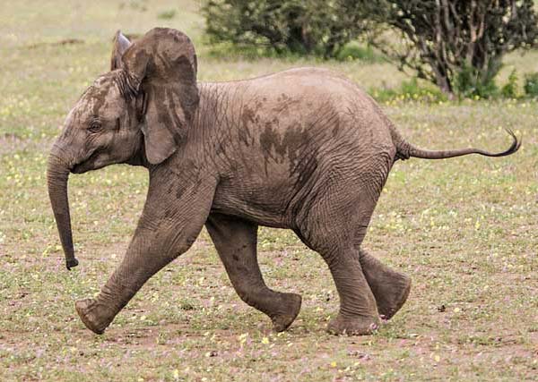 Elephant youngster running to join rest of herd