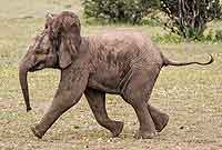 Baby elephant running