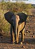 young elephant
