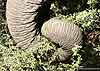 elephant trunk close-up