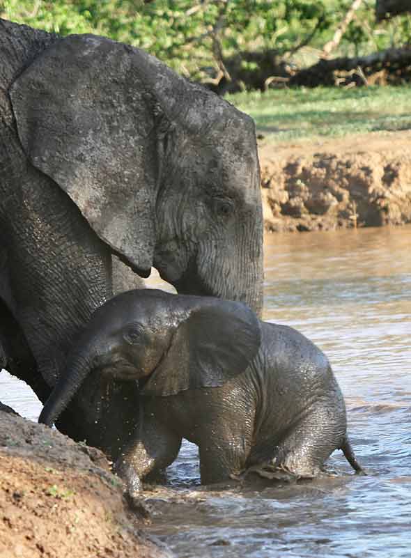 Elephant helping baby from river