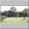 Elephant herd, Mashatu Game Reserve, Botswana