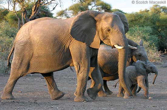 Elephant female and youngsters