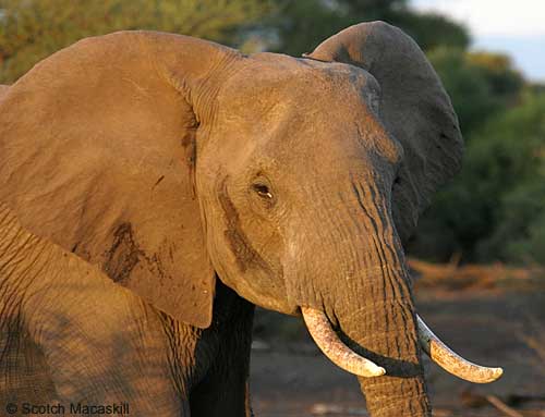 Elephant cow, close-up