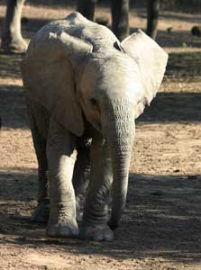 Young elephant walking