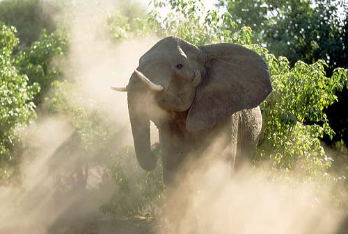 African Elephant
