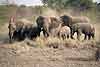 Elephant female herd, Tuli Block, Botswana