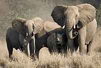 Elephant group in tight formation