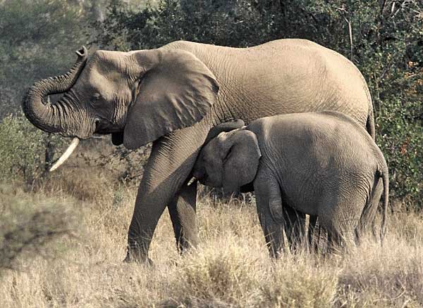 elephant cow suckling its calf, Northern Tuli Game Reserve, Botswana