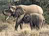 Elephant cow suckling calf