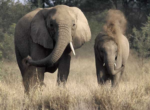 Elephant female and calf using their trunks to spray dust