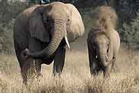 Elephants spraying dust