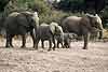 Elephant mothers with calves, Botswana 