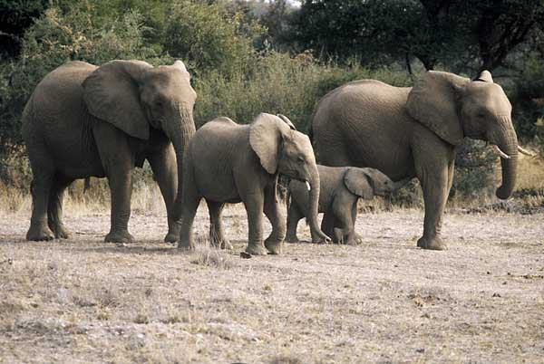 Elephant family group