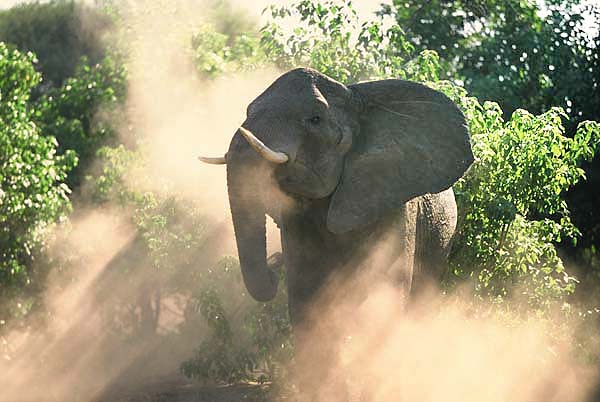 Elephant cow stirring up dust