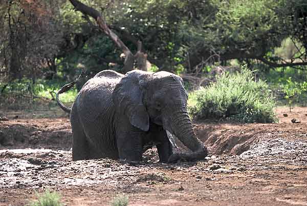 elephant taking mudbath