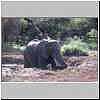 Elephant taking mudbath