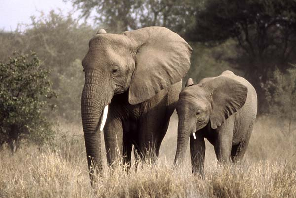 Elephant cow and calf