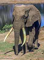 Elephant walking away from waterhole