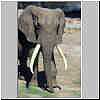 Elephant with big tusks, close-up