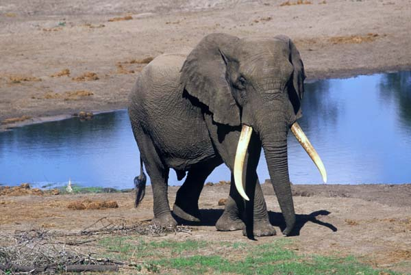 Elephant at waterhole