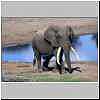 Elephant at waterhole