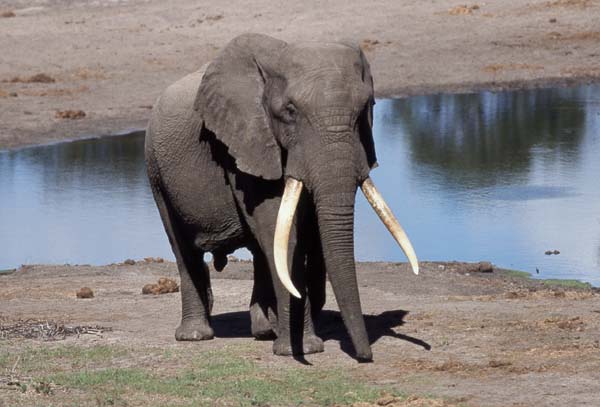 Elephant at waterhole