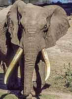 Elephant with huge tusks