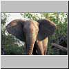 Picture of elephant