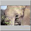 Picture of elephant