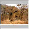 Picture of Elephant