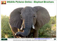 Elephant Brochure