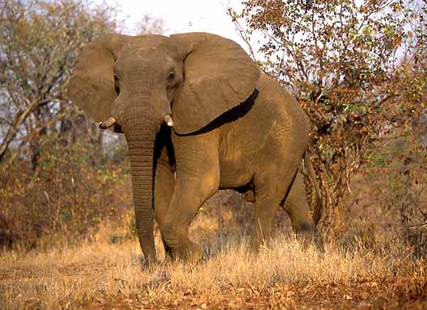 Elephant on the move