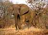 Elephant bull walking, Kruger National Park, South Africa