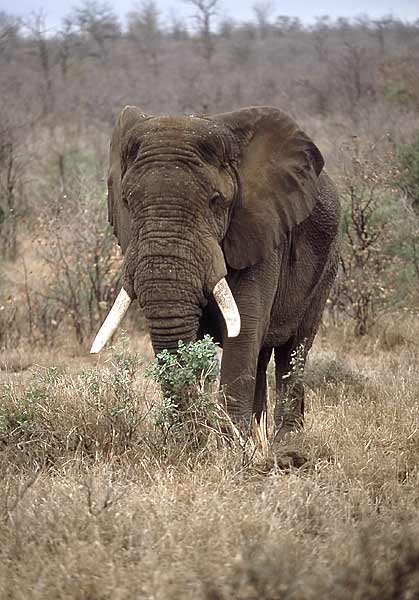 Elephant stripping tree