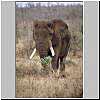 Elephant pulling up shrub