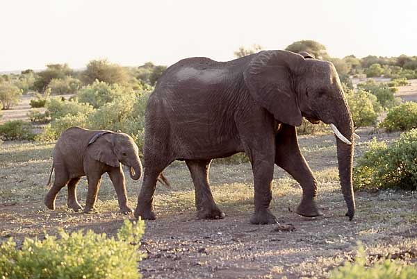 elephant cow and calf, botswana
