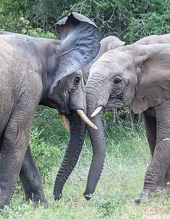 Young elephants sparring, Kruger National Park
