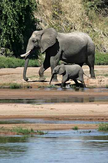 Elephant mother and calf on riverbank, Ruaha National Park, Tanzania
