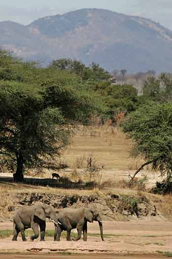 elephant pair on riverbank, Ruaha National Park, Tanzania