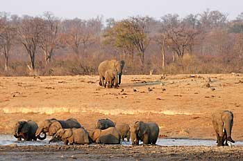 Elephant herd coming down to drink, Hwange National Park, Zimbabwe