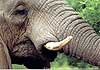 Close-up picture of Elephant, Kruger Park