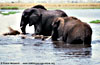Elephants wading in Chobe River, Botswana