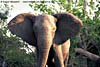 Elephant with ears flapping, Kruger Park