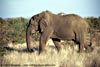 Lone elephant with no tusks, Kruger National Park