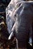 Elephant head and tusks, close-up